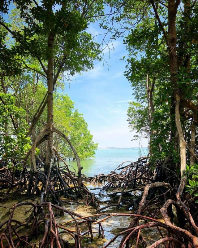 新加坡多元化自然生态！Chek Jawa Wetlands 岛上湿地公园🏝 徒步探索、沿海浮桥邂逅美景