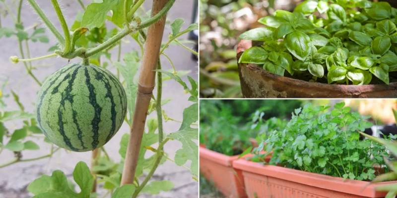 NParks又送种子了！西瓜、玉米、番茄，你想种哪个