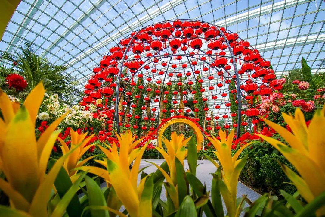 滨海湾花园新春花卉展【大丽花之梦】，1月15日开幕！喜气洋洋迎牛年