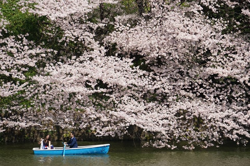 cherry blossom Japan (Yap SC).jpg