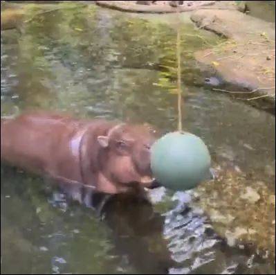 为了火，玩命了！新加坡小伙为拍短视频跳进犀牛圈里