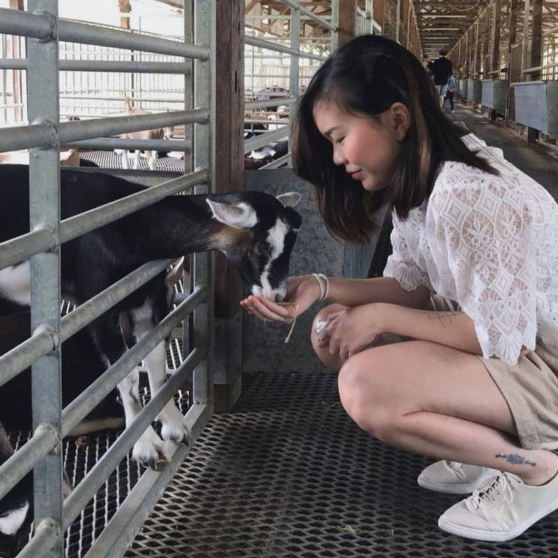 新加坡牧羊场 Hay Dairies Goat Farm🐑 治愈版休闲活动✨ 一站式体验，免费参观