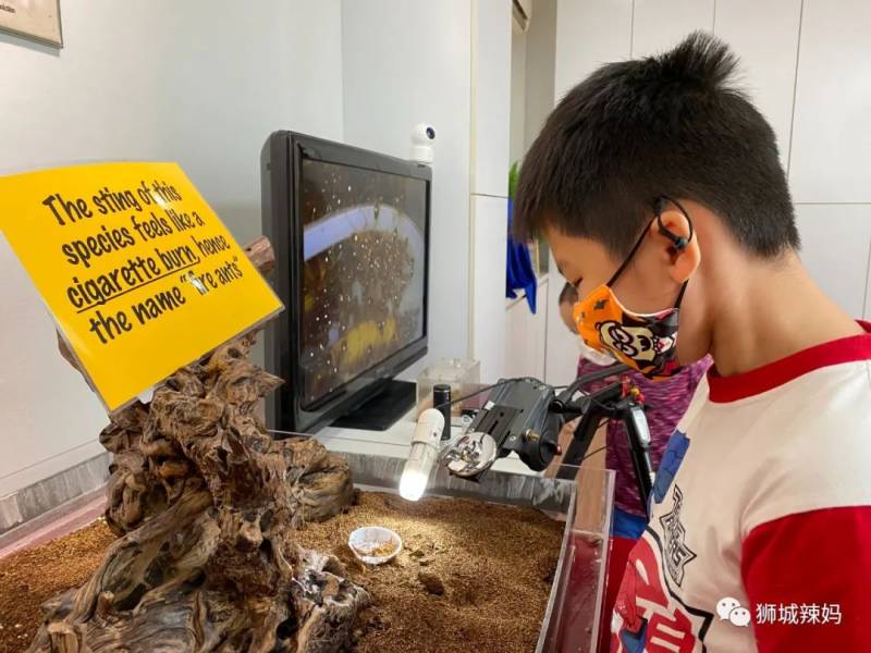 亚洲第一的蚂蚁博物馆居然在新加坡