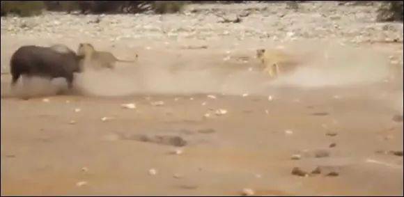 为了火，玩命了！新加坡小伙为拍短视频跳进犀牛圈里