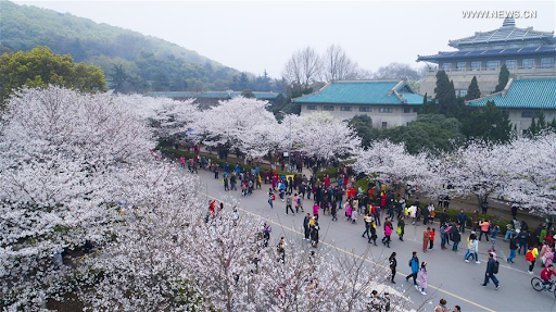 20200320-cherry blossom1.png