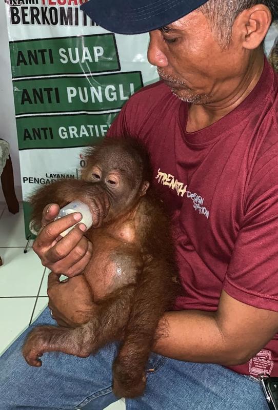 20190503-baby orangutan.jpg
