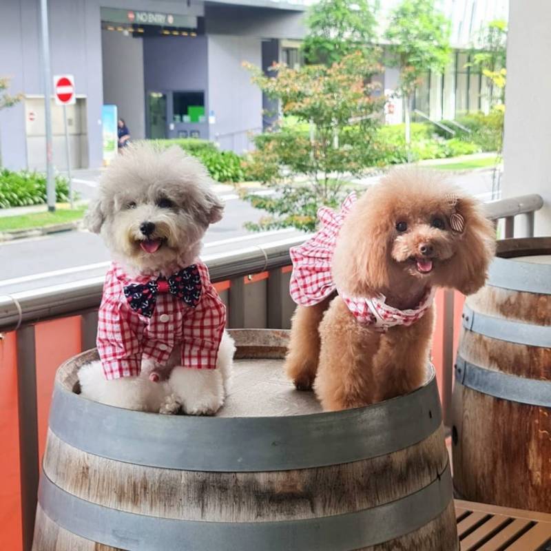 超治愈撸狗圣地 ！和狗狗来一场亲密约会🐶 宠物聚集地，把这份可爱收藏起来💌