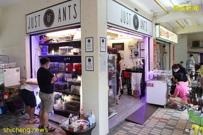 新加坡Antman 蚂蚁宠物店创商机