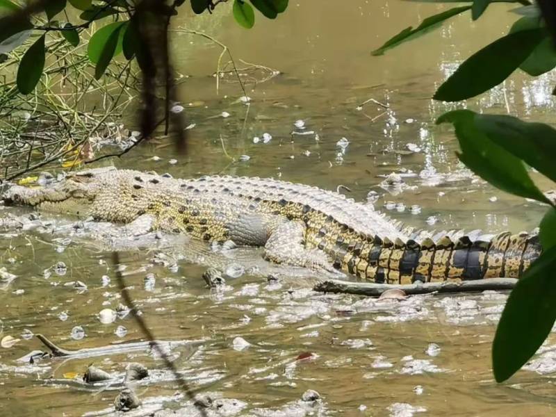 新加坡双溪部落湿地（Sungei Buloh Wetland Reserve)