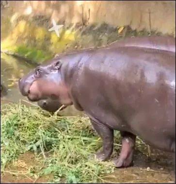 为了火，玩命了！新加坡小伙为拍短视频跳进犀牛圈里