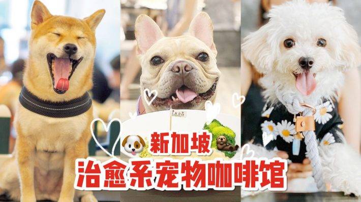 超治愈撸狗圣地 ！和狗狗来一场亲密约会🐶 宠物聚集地，把这份可爱收藏起来💌