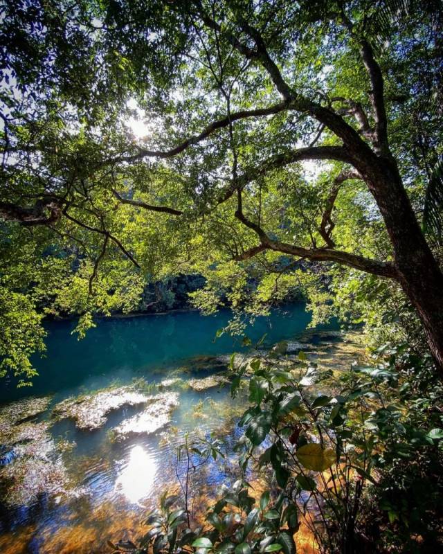 镜头下的麦里芝宛如魔法森林,你见过吗