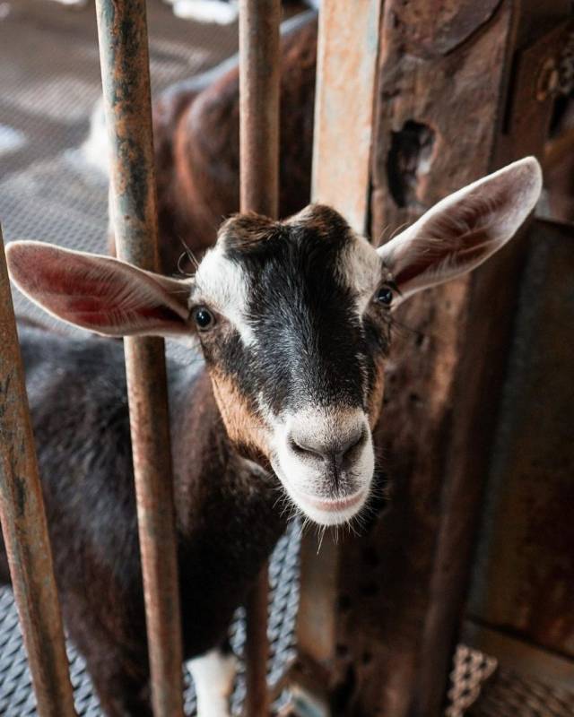 新加坡牧羊场 Hay Dairies Goat Farm🐑 治愈版休闲活动✨ 一站式体验，免费参观