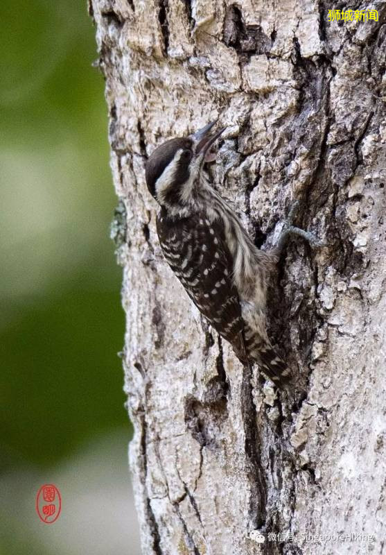 新加坡最小的啄木鸟——巽他啄木鸟Sunda Woodpecker