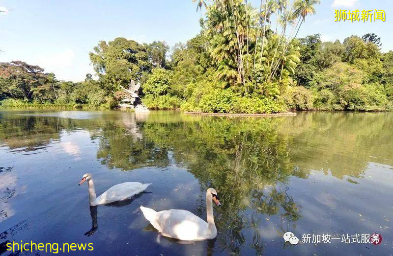 最美丽的自然风光: 新加坡植物园