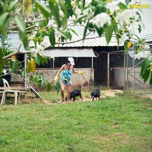 在新加坡，想撸狗怎么办？宠物咖啡馆，领养狗狗大全