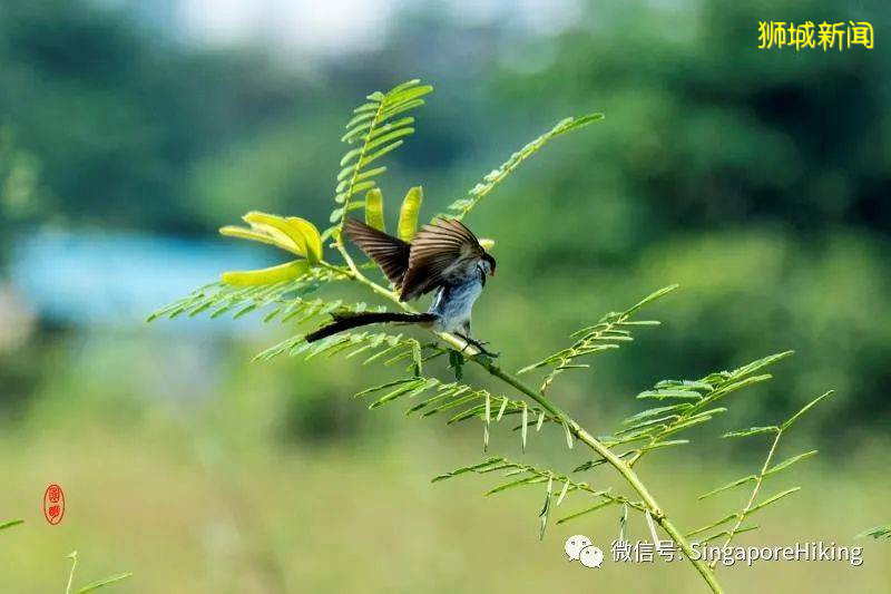 它从什么地方回新加坡的