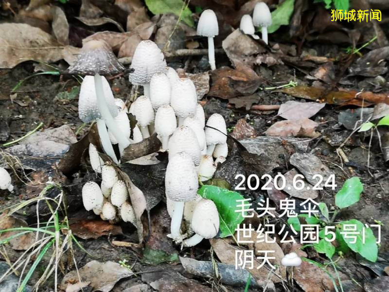 新加坡大雨一直下，妈妈这个是啥蘑菇？能吃吗？额