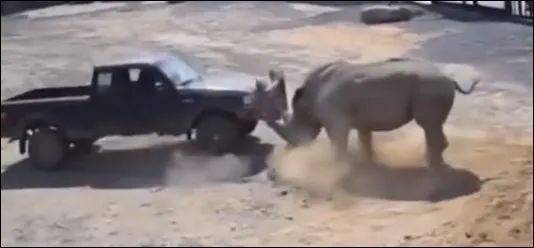 为了火，玩命了！新加坡小伙为拍短视频跳进犀牛圈里