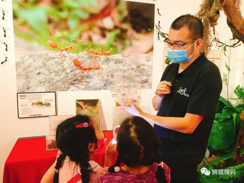 亚洲第一的蚂蚁博物馆居然在新加坡