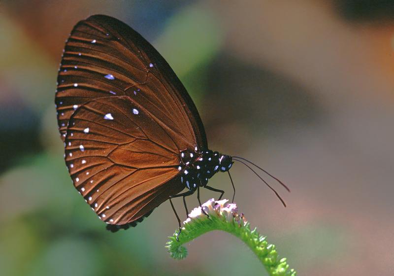 20190301-Pulau Ubin Butterfly02.jpg