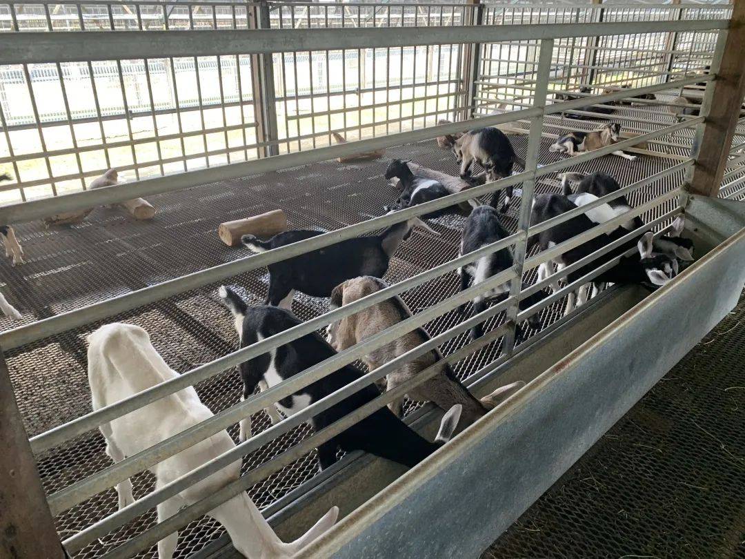 【重新探索新加坡】郊外农场大自然之旅:牧羊场、青蛙农场、双溪布洛带你走透透