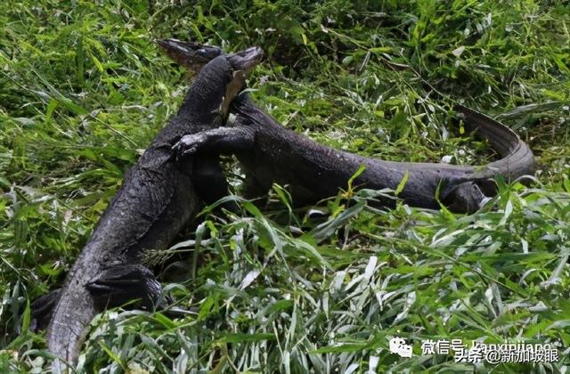 新加坡公园出现两条巨蜥激烈搏斗，只为了吞噬同伴