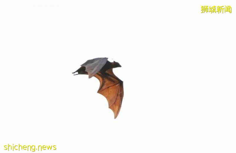 又“狂”又“野”的新加坡奇景！天气多变，生态丰富