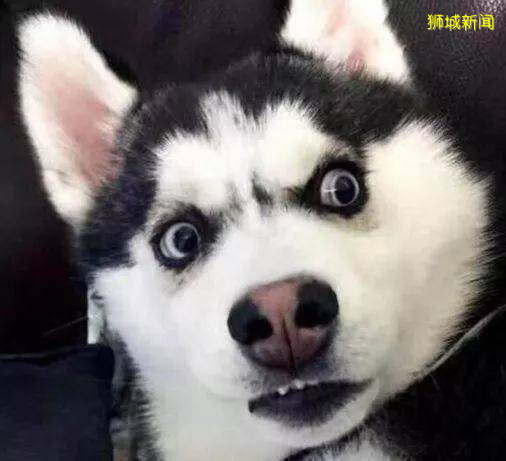 让狮城压抑的生活中，添上草莓的的色彩