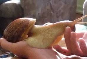 新加坡巨型蜗牛出没！能碰吗？能吃吗？能养吗