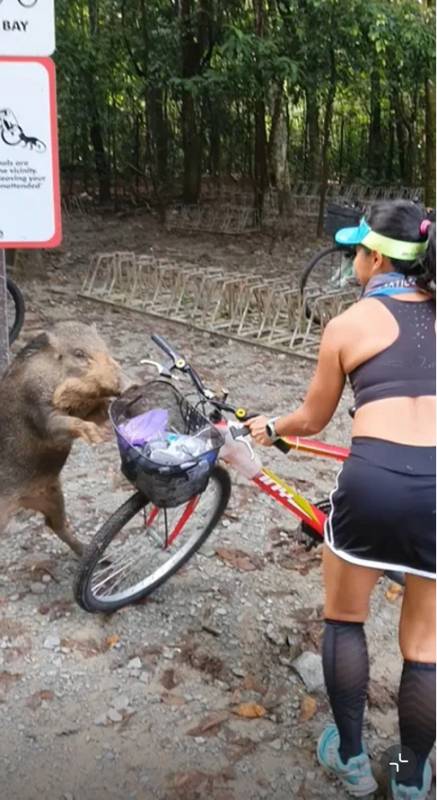 近日，乌敏岛频传女生尖叫，遭“拦路打劫”视频曝光