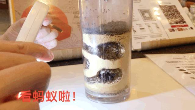 亚洲第一的蚂蚁博物馆居然在新加坡