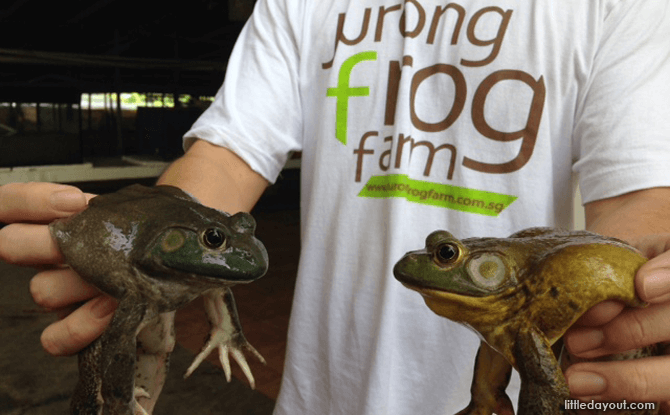 20190404frogfarm.png