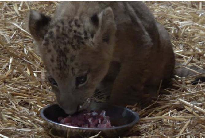 新加坡首个人工授精雄狮宝宝诞生！网友调侃：人工？给狮子授精？