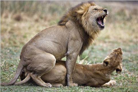 新加坡首个人工授精雄狮宝宝诞生！网友调侃：人工？给狮子授精？