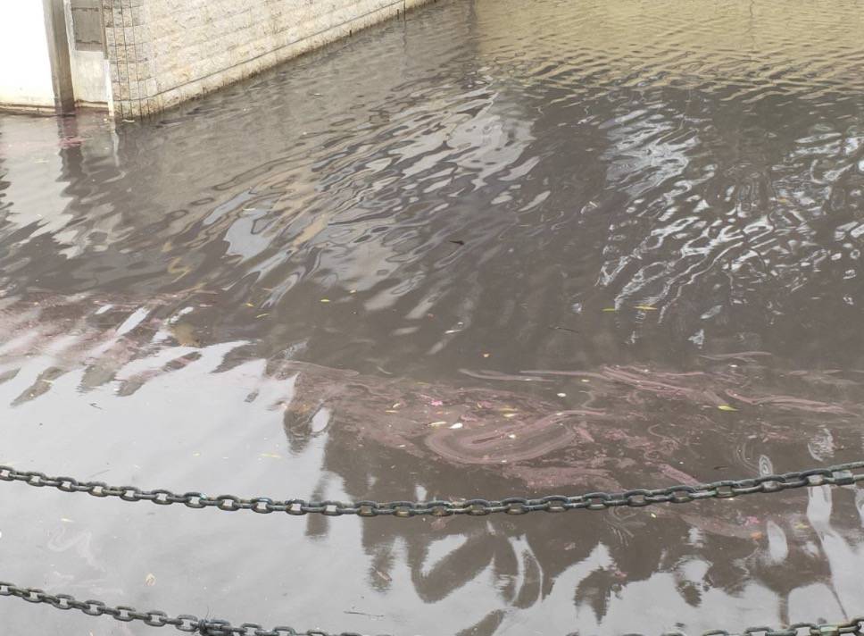 罕见!新加坡圣淘沙这条河变成了粉色,惊现大批死鱼!39年创记录暴雨太作了