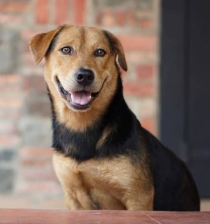 是什么样的“导游犬”离世后，众多网民建议为它设立纪念碑