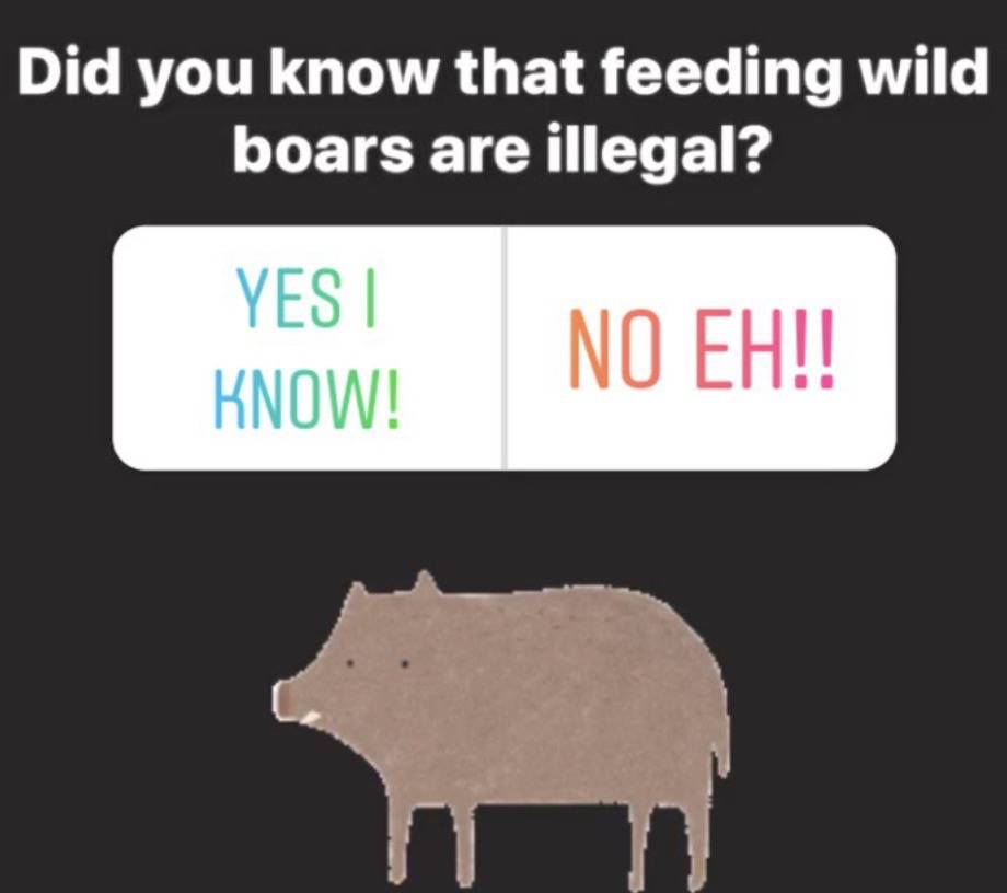 四人在新加坡喂野猪犯法，共被罚1万新币！这些罚款规定太多人踩雷