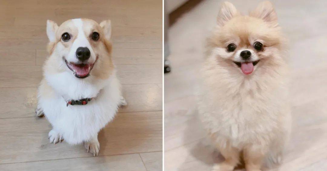 再也不用云吸猫（狗）！盘点新加坡的撸猫撸狗圣地