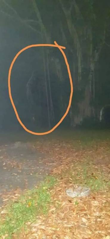 细思恐极！新加坡夜间徒步爱好者声称遇上了“武吉知马猴人”，还拍下了照片