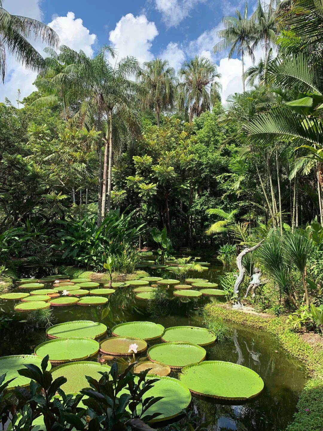 行走狮城——植物园