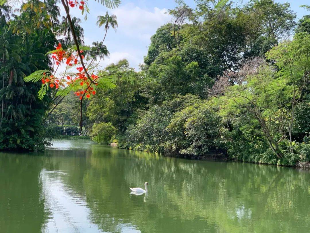 行走狮城——植物园