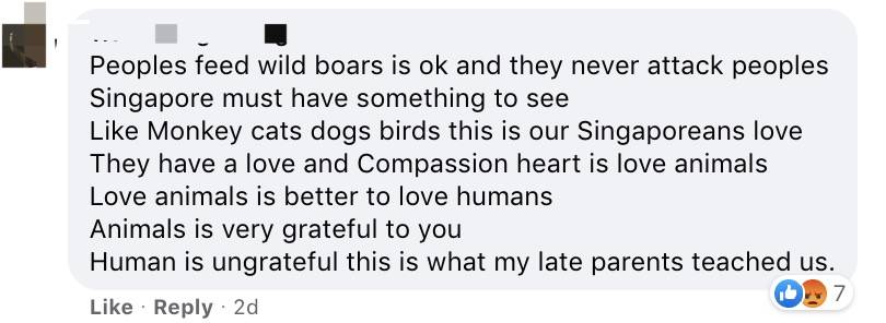 四人在新加坡喂野猪犯法，共被罚1万新币！这些罚款规定太多人踩雷