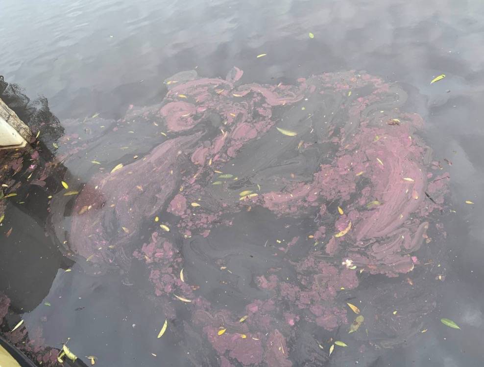 罕见!新加坡圣淘沙这条河变成了粉色,惊现大批死鱼!39年创记录暴雨太作了