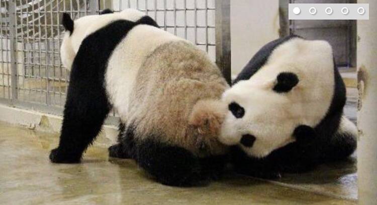 River Safari熊猫馆🐼4月21日～26日期间暂时停止开放，原因竟然是熊猫要约会啦