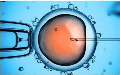 新加坡首个人工授精雄狮宝宝诞生！网友调侃：人工？给狮子授精？
