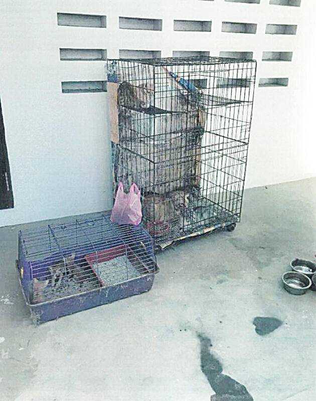 饲养多年一夜丢光 女郎弃16猫 罚1.6万