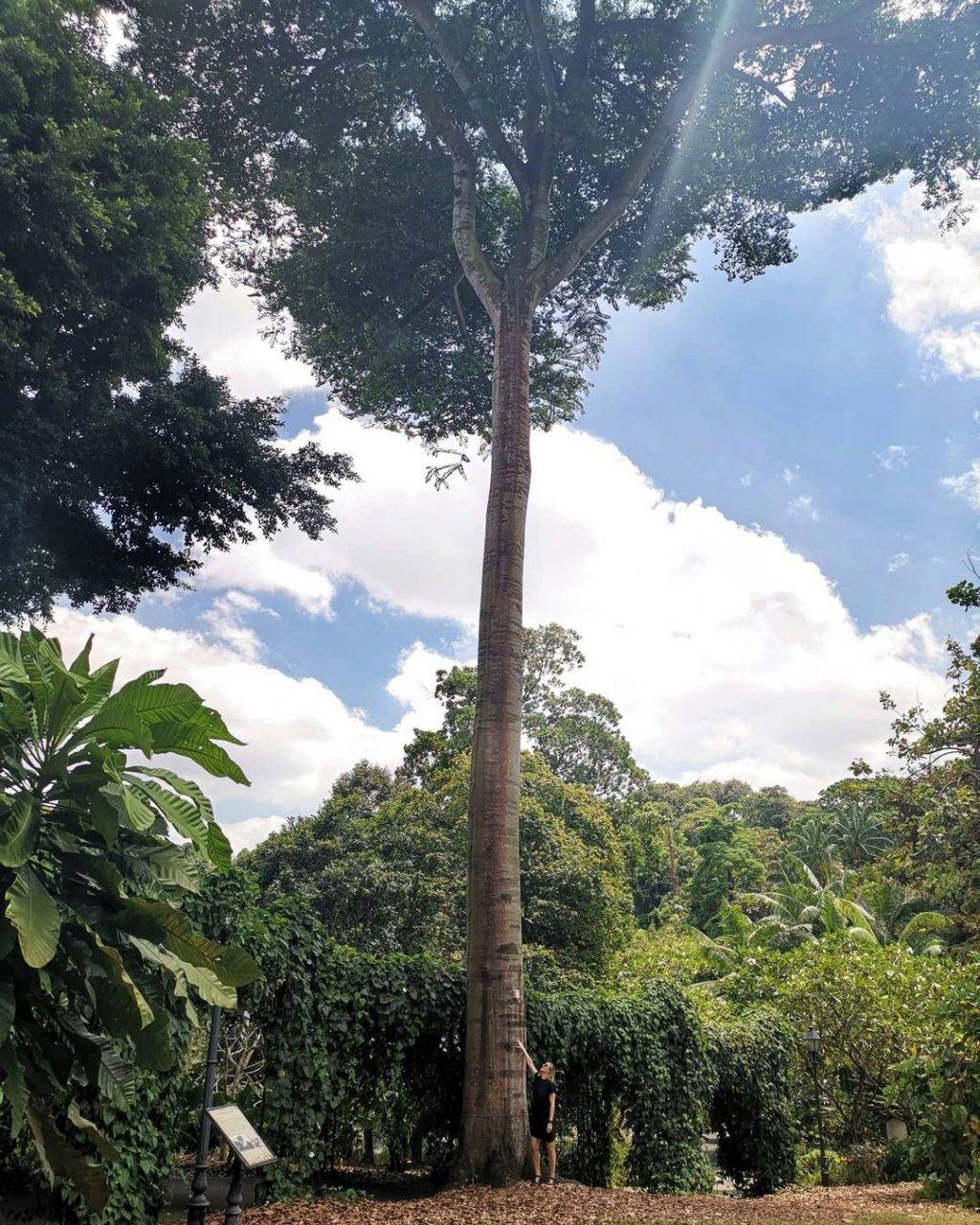 新加坡最美网红树打卡合集🌴壮观古树、根深叶茂，感受大自然的魅力📷