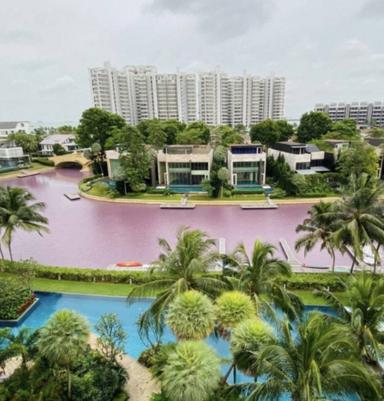 罕见!新加坡圣淘沙这条河变成了粉色,惊现大批死鱼!39年创记录暴雨太作了