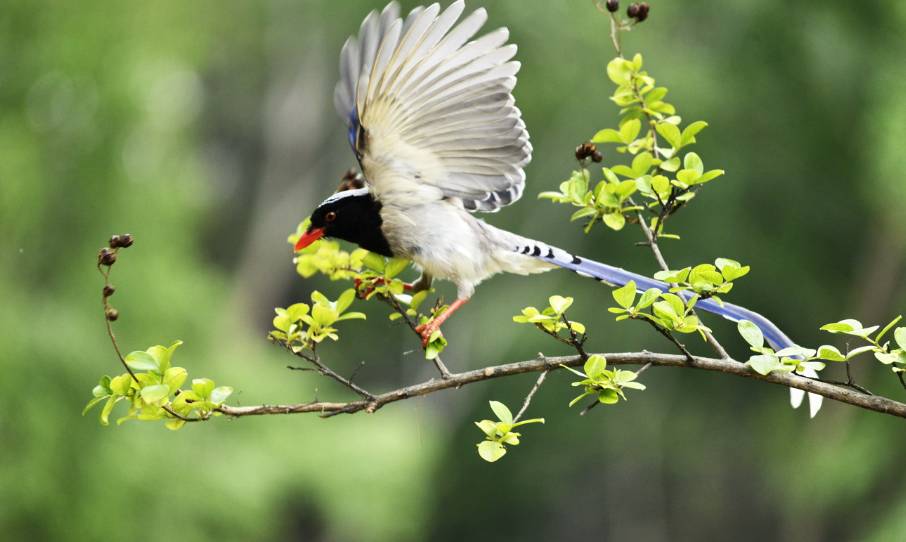 新加坡 一不小心，就犯法